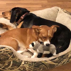 Meet your Posher, Allen an debbie